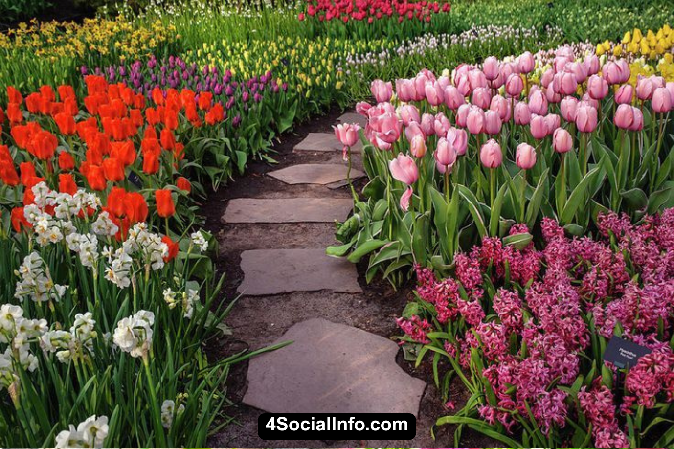 Best (30) Ground Cover Plants